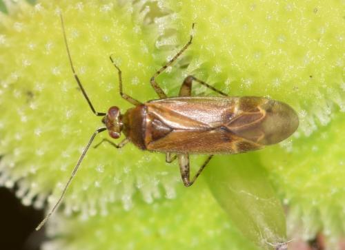 Réf. 234 369 : Plagiognathus fulvipennis